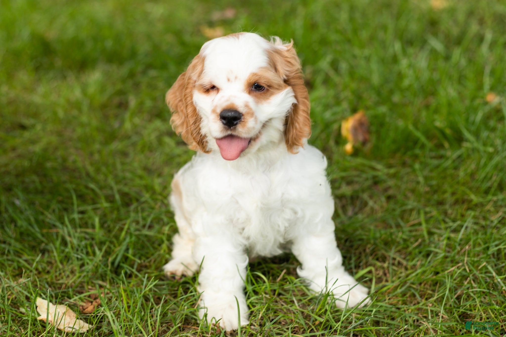 Cocker Spaniel dogs Reggie  - Ad 41