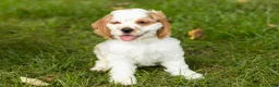 Cocker Spaniel dogs for sale: Reggie  - Ad 6