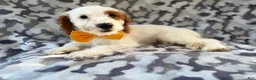 Cockapoo dogs for sale: Trent - Ad 8
