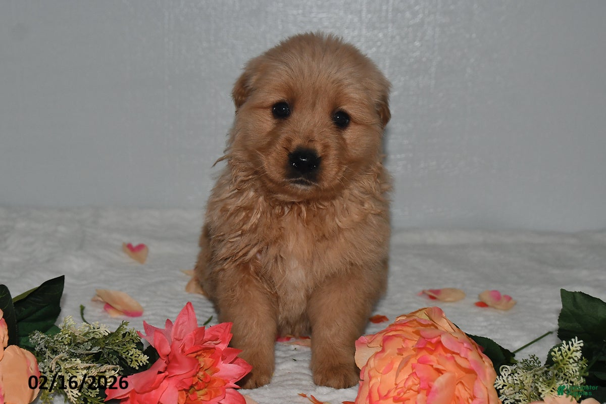 Golden Retriever dogs Lilac - Ad 2