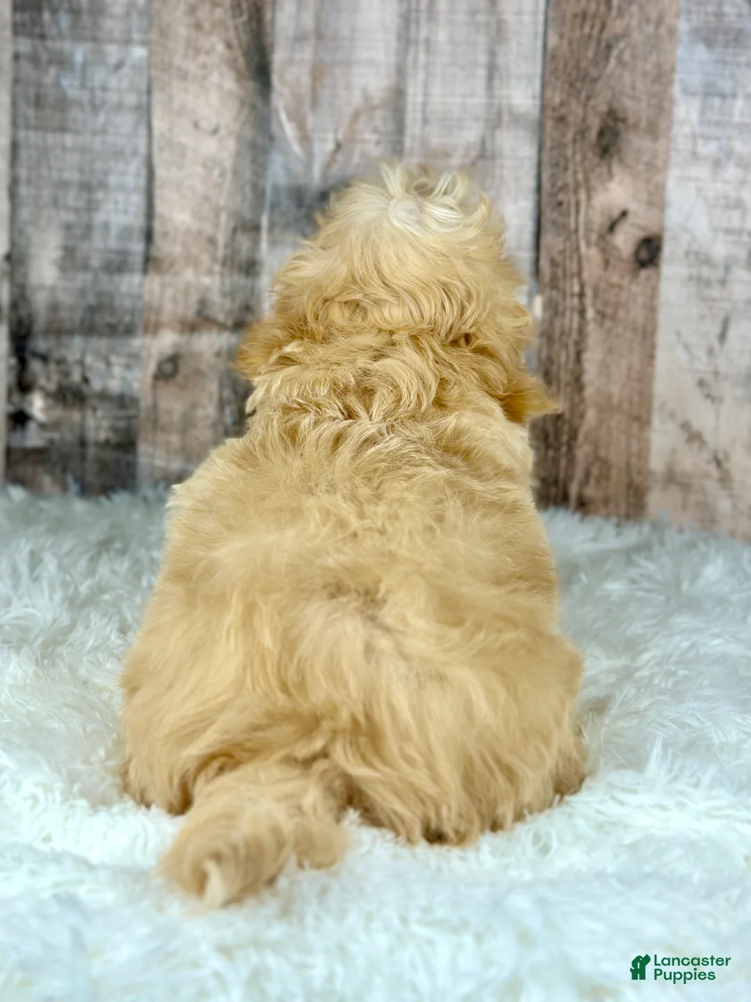 Maltipoo dogs for sale: Boy Alfie - 0008 - Ad 3