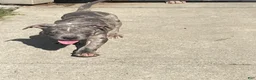 American Bully dogs for sale: American Bully Puppy 1 - Ad 6