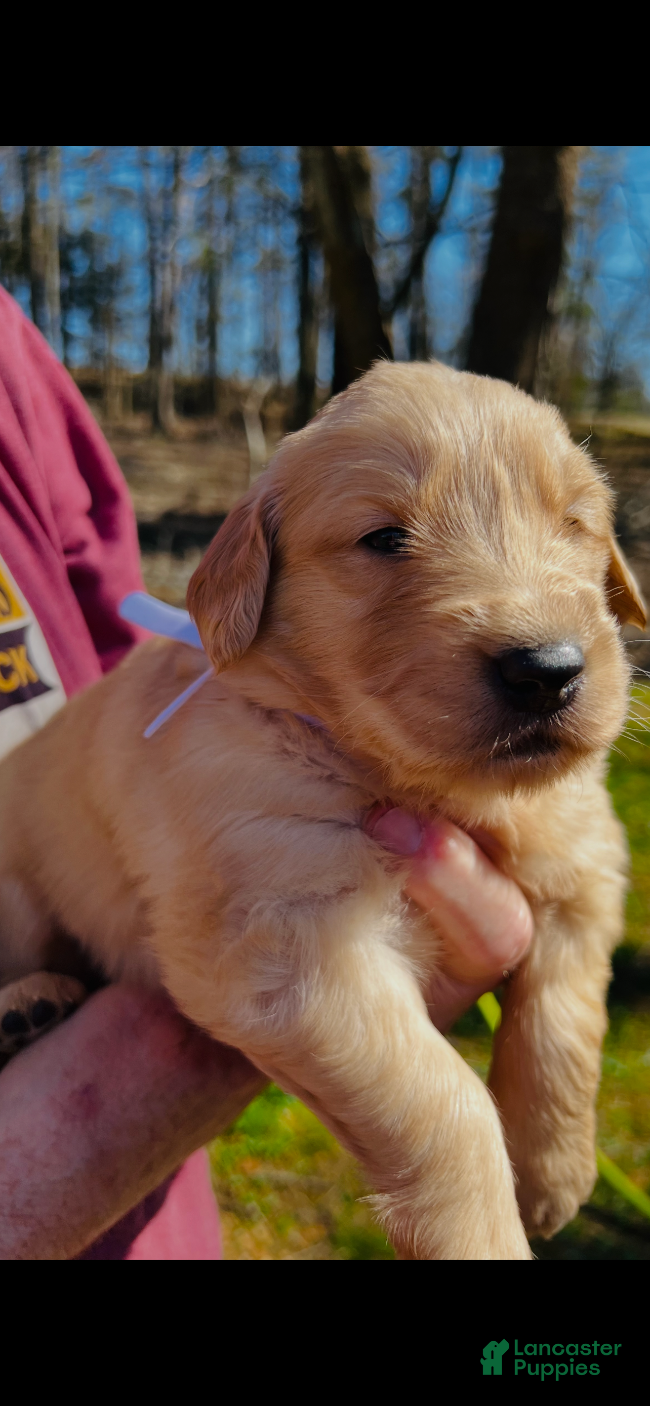 Golden Retriever dogs Golden Retriever Puppy 1 - Ad 7