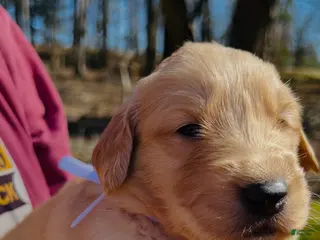 Golden Retriever dogs Golden Retriever Puppy 1 - Ad 12