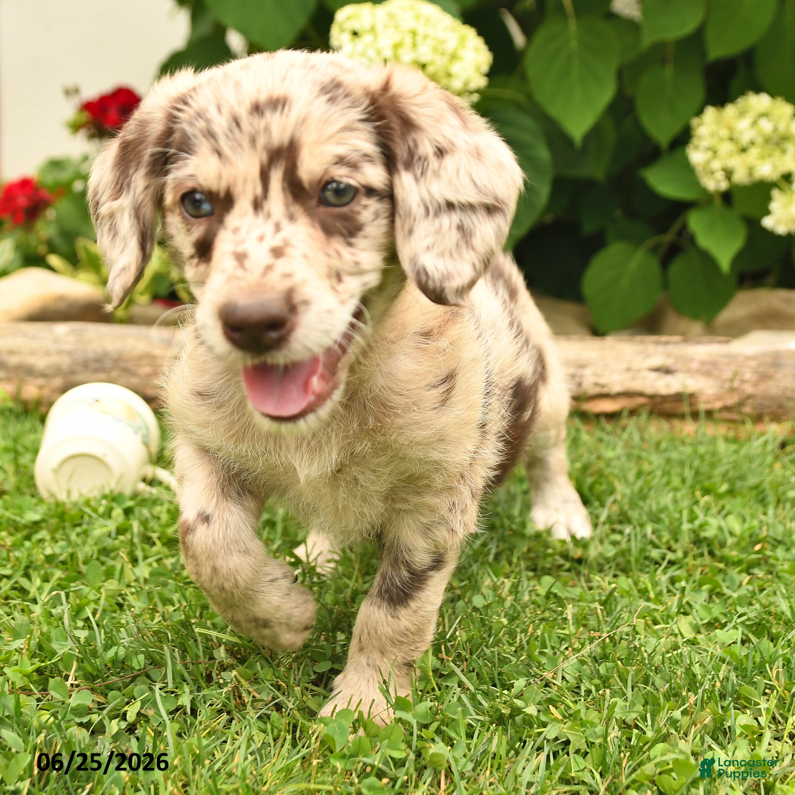 Labradoodle dogs Daisy - Ad 2