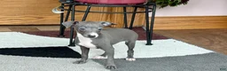 Italian Greyhound dogs for sale: Sara - Ad 10