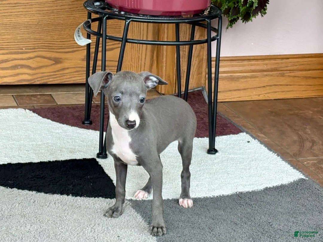 Italian Greyhound dogs for sale: Sara - Ad 10