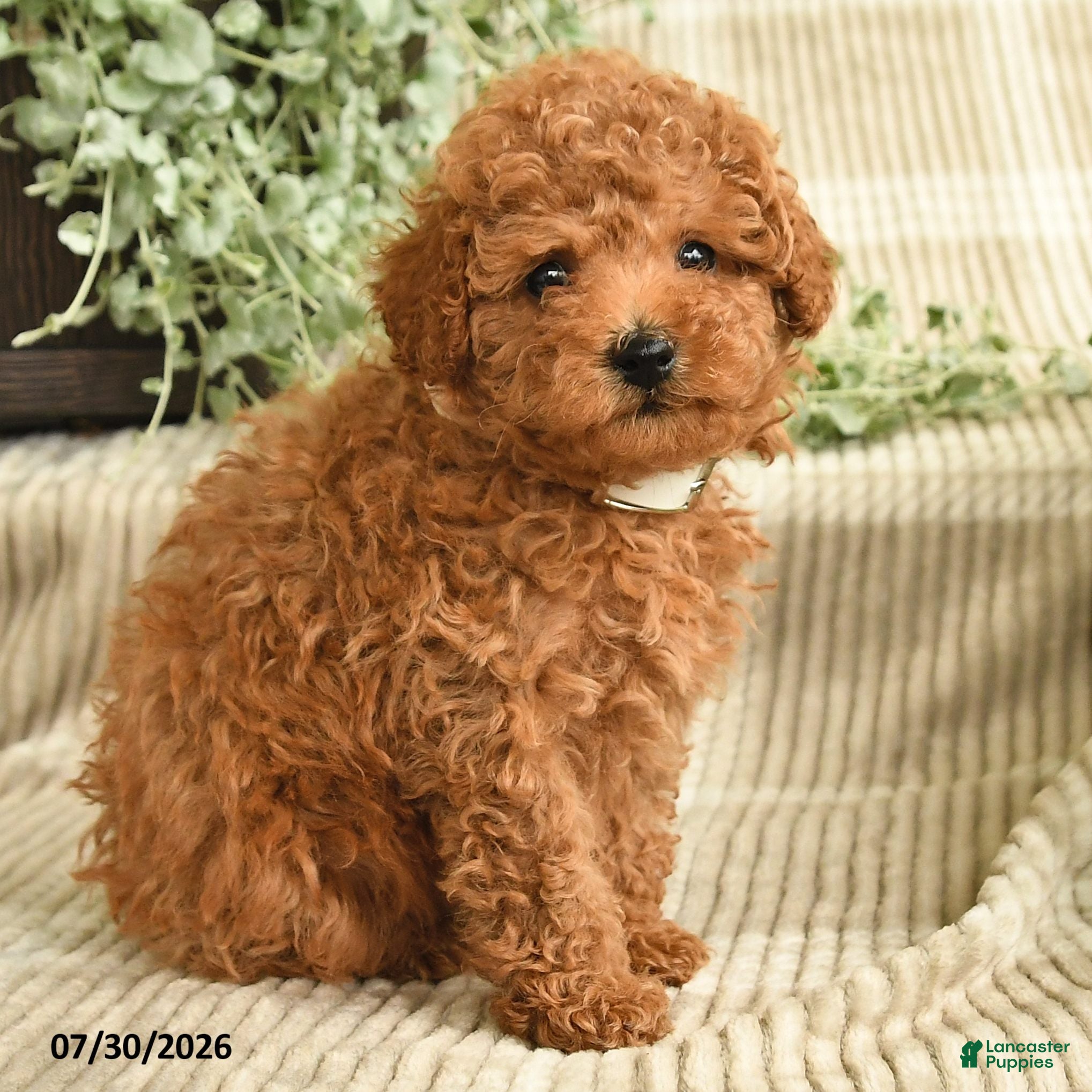 Miniature Poodle dogs Quintana - Ad 2