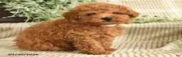 Miniature Poodle dogs for sale: Quintana - Ad 2