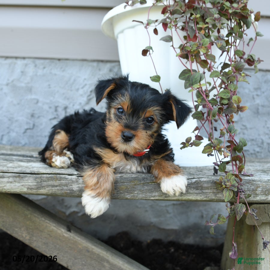 Yorkshire Terrier dogs for sale: Rosie - Ad 2