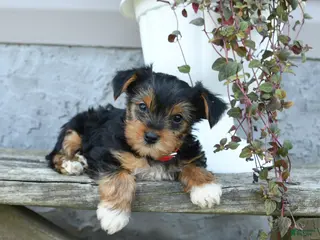 Yorkshire Terrier dogs for sale: Rosie - Ad 2