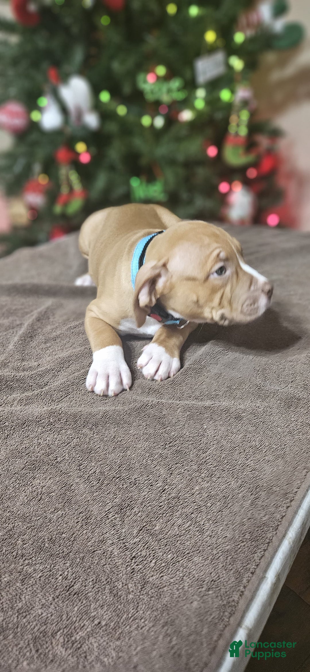 American Bully dogs for sale: Snowflake  - Ad 3