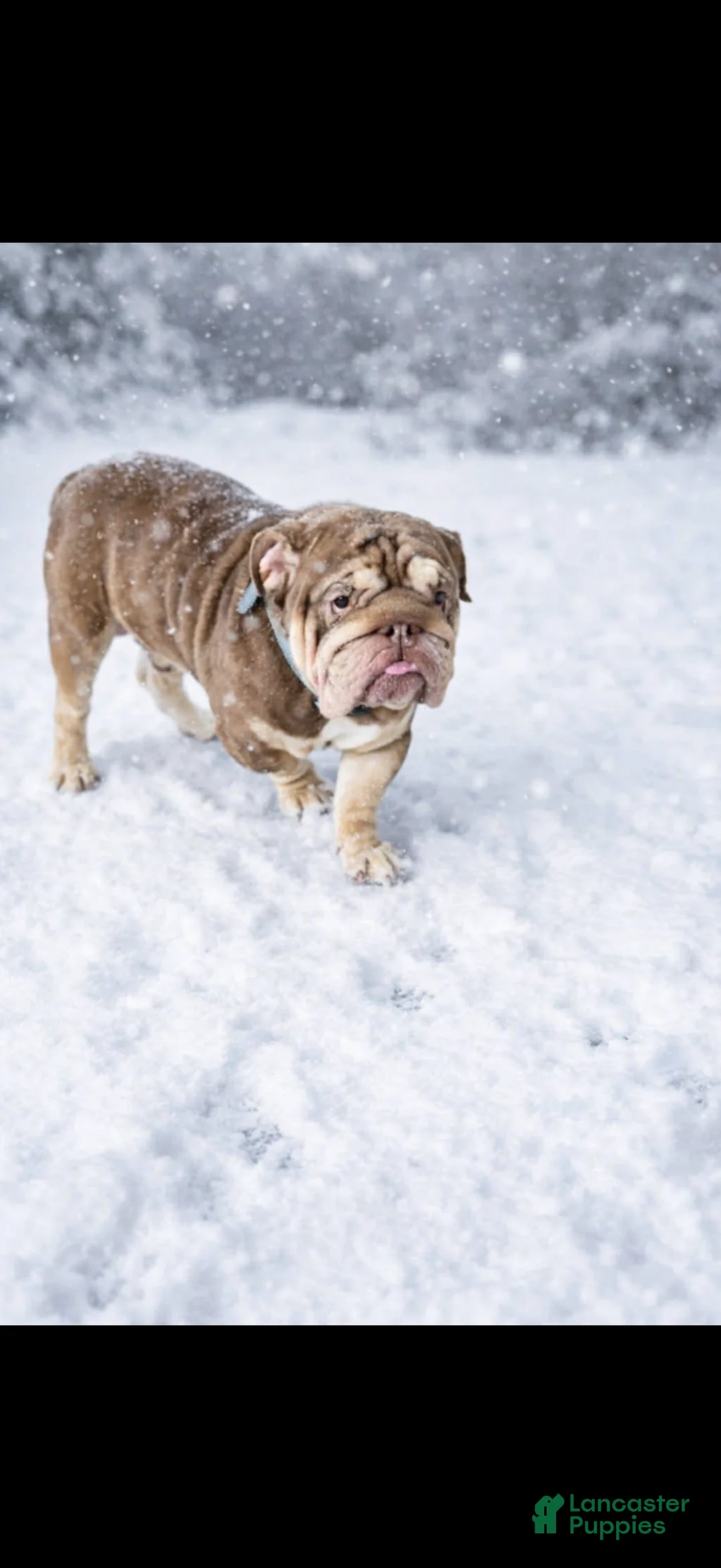 English Bulldog dogs for stud: Dubs  - Ad 2