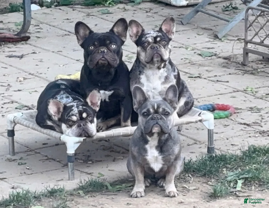 French Bulldog dogs for sale: 1 yr old Male French Bulldog  - Ad 3