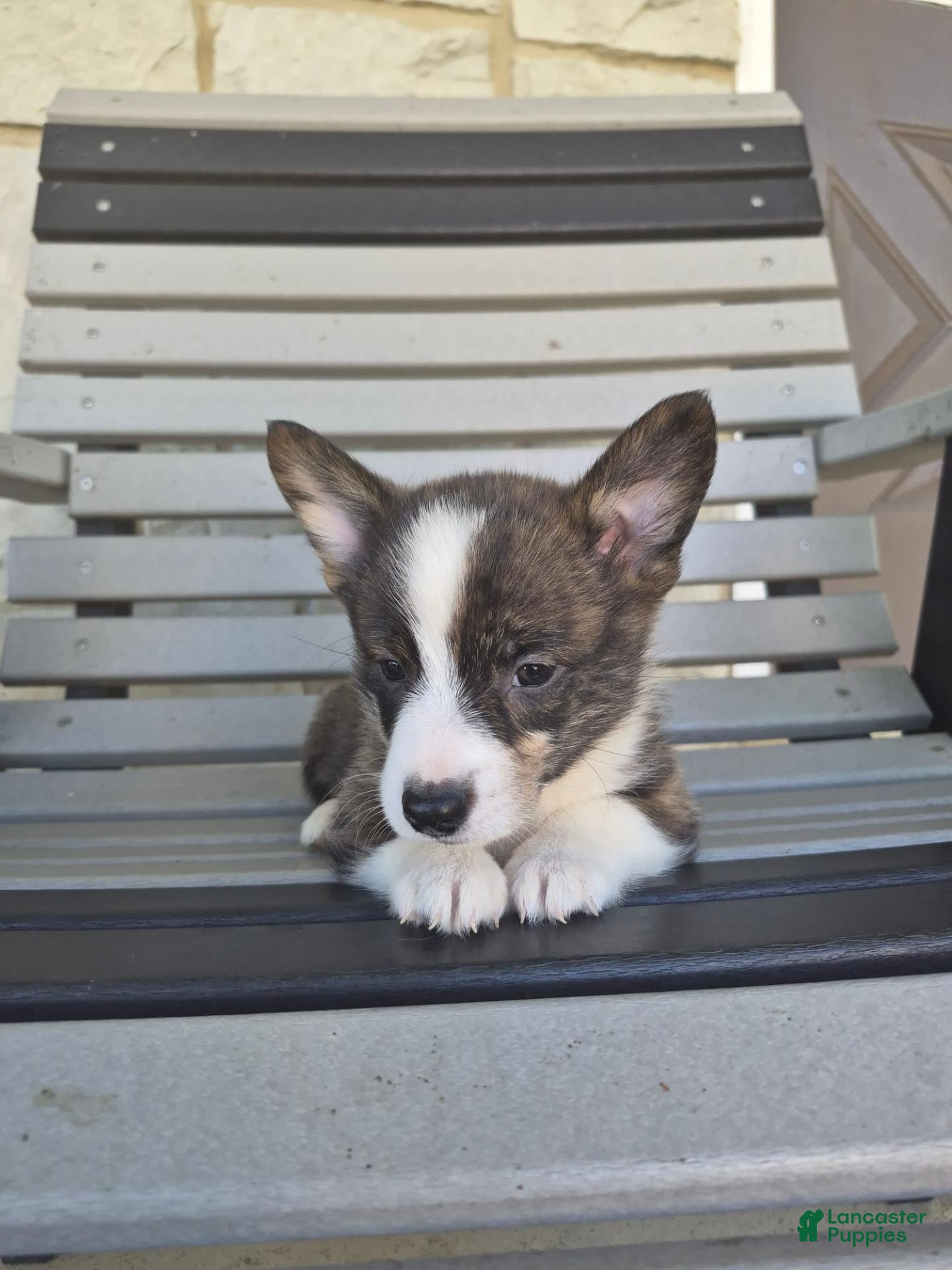 Welsh Corgi Pembroke dogs Thor - Ad 2