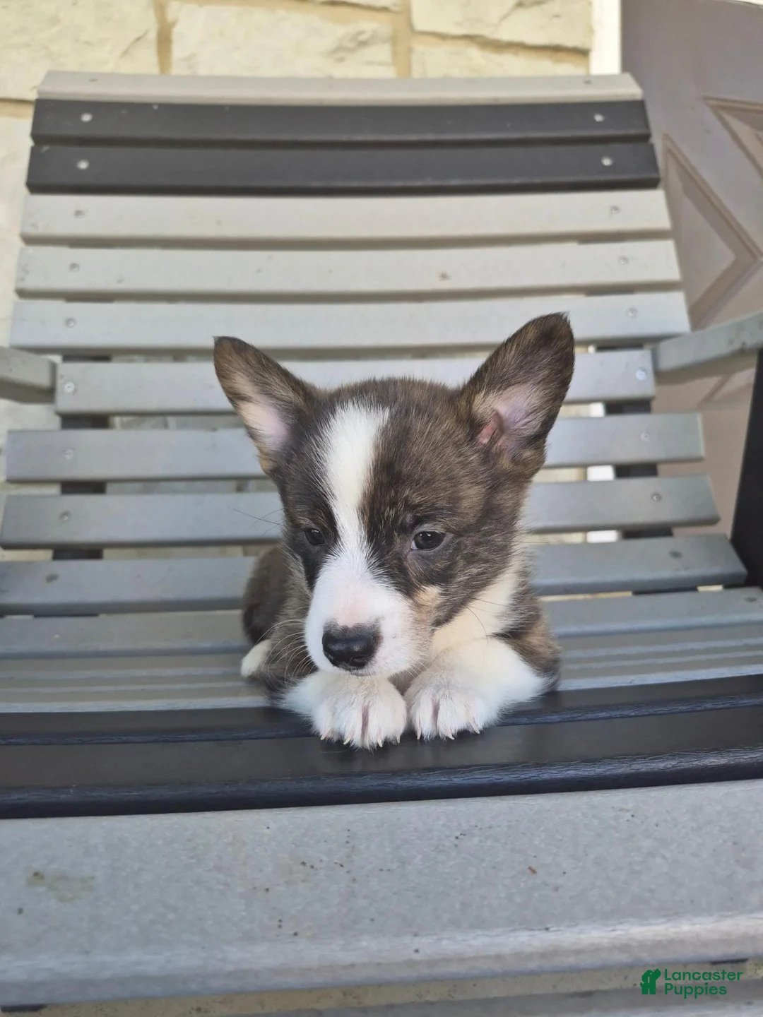 Welsh Corgi Pembroke dogs for sale: Thor - Ad 2