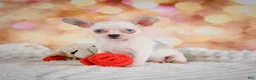 Chihuahua dogs for sale: Bena - Ad 7