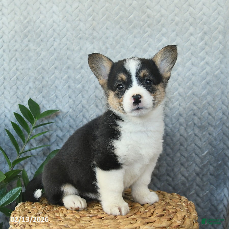 Welsh Corgi Pembroke dogs Penny  - Ad 2