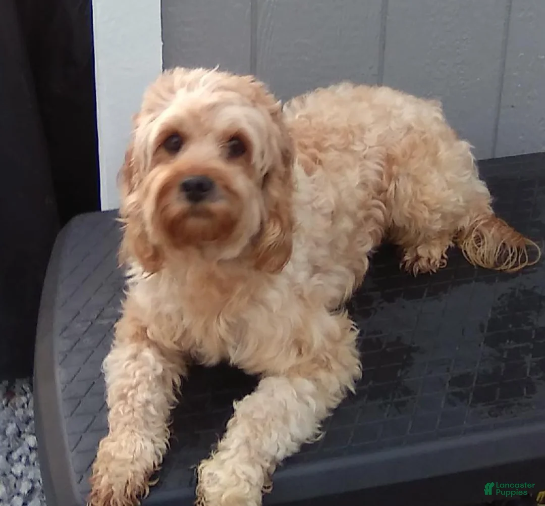 Cavapoo dogs for sale: Cavapoo Puppy 2 - Ad 8