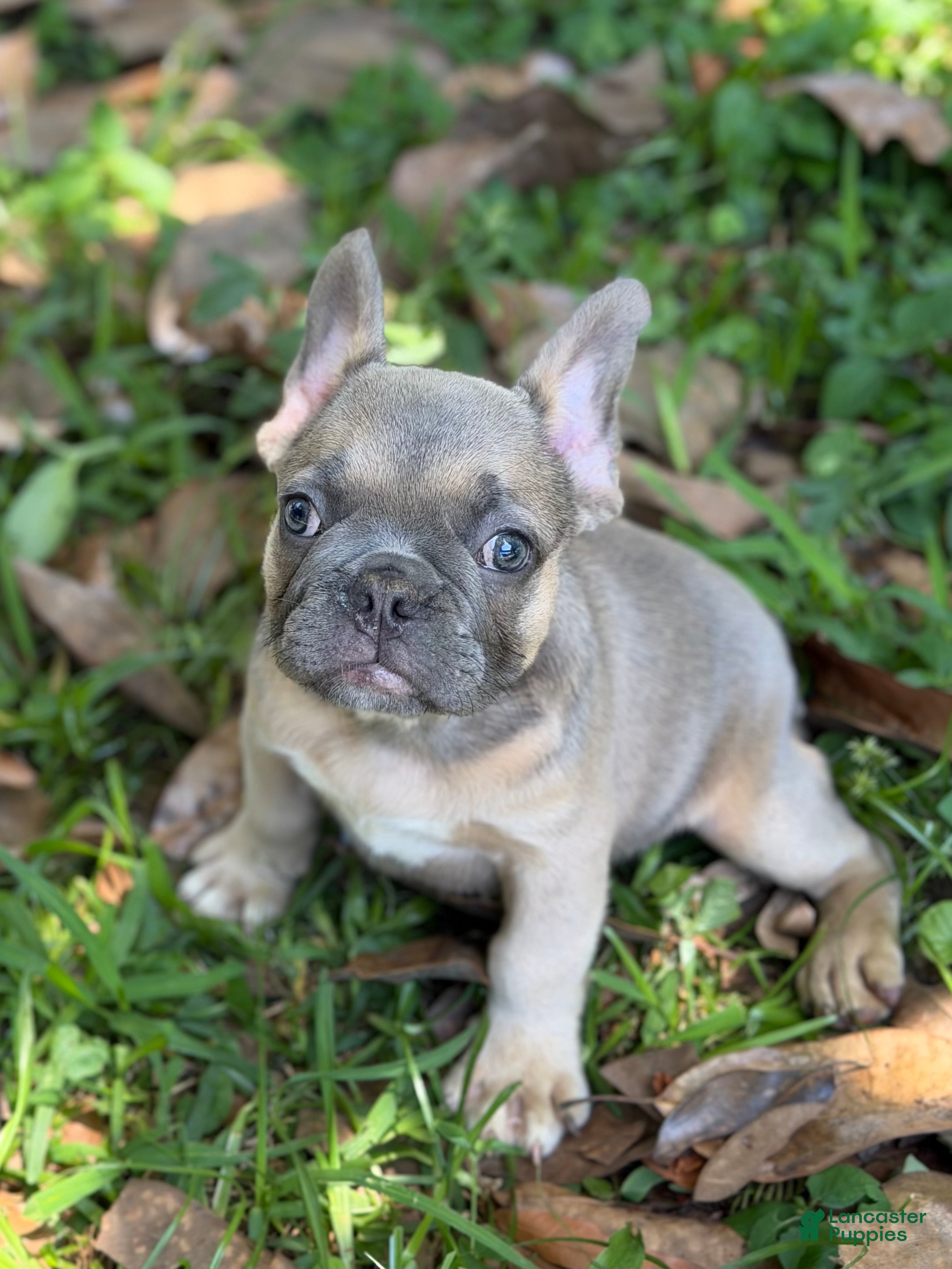 French Bulldog dogs Blue Fawn girl  - Ad 1