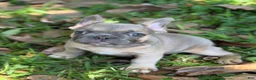 French Bulldog dogs for sale: Blue Fawn girl  - Ad 1
