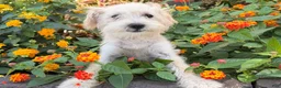 Schnoodle dogs for sale: Missy - Ad 4