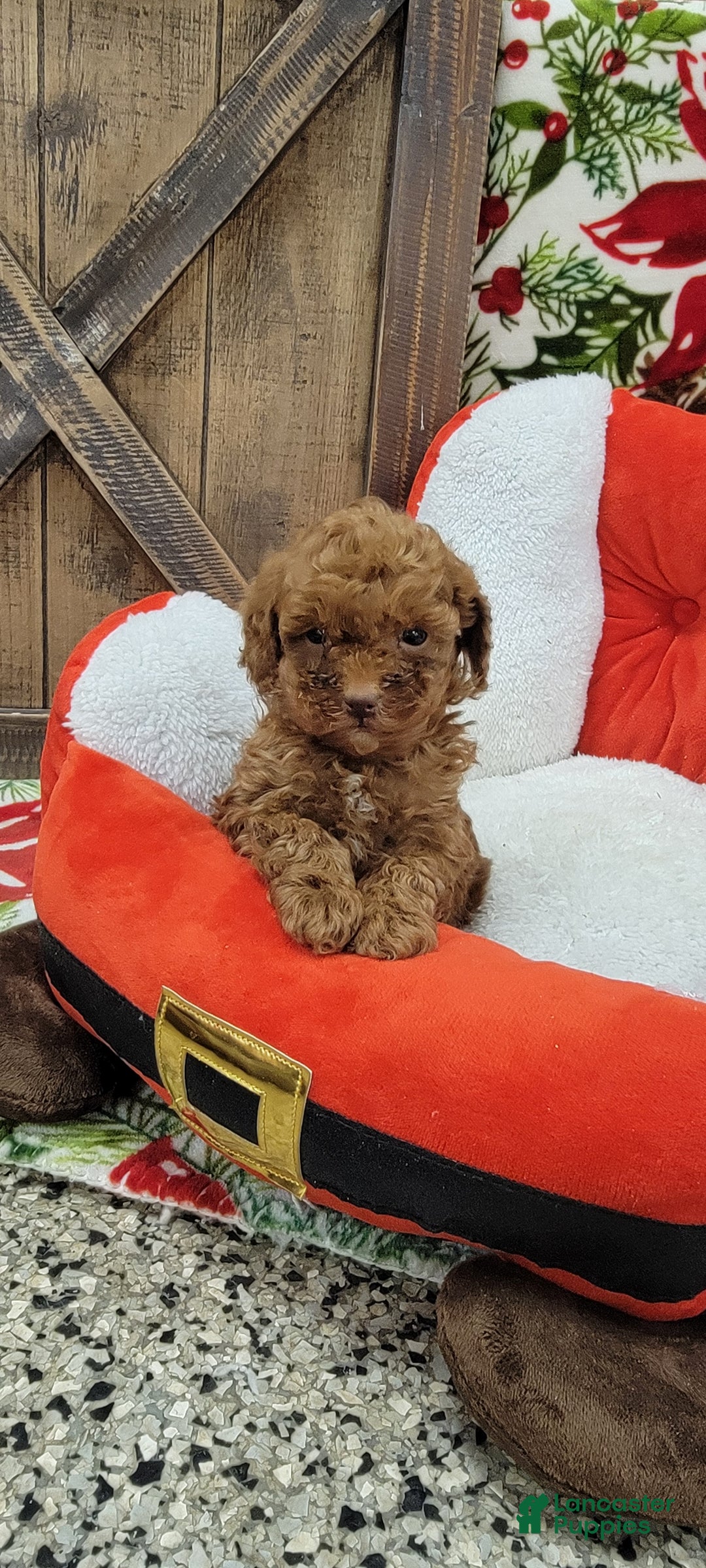 Toy Poodle dogs for sale: Midget - Ad 1