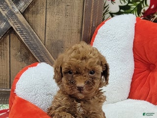 Toy Poodle dogs Midget - Ad 39
