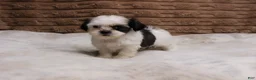 Shih Tzu dogs for sale: Izzy - Ad 2