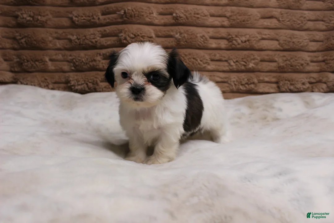 Shih Tzu dogs for sale: Izzy - Ad 2