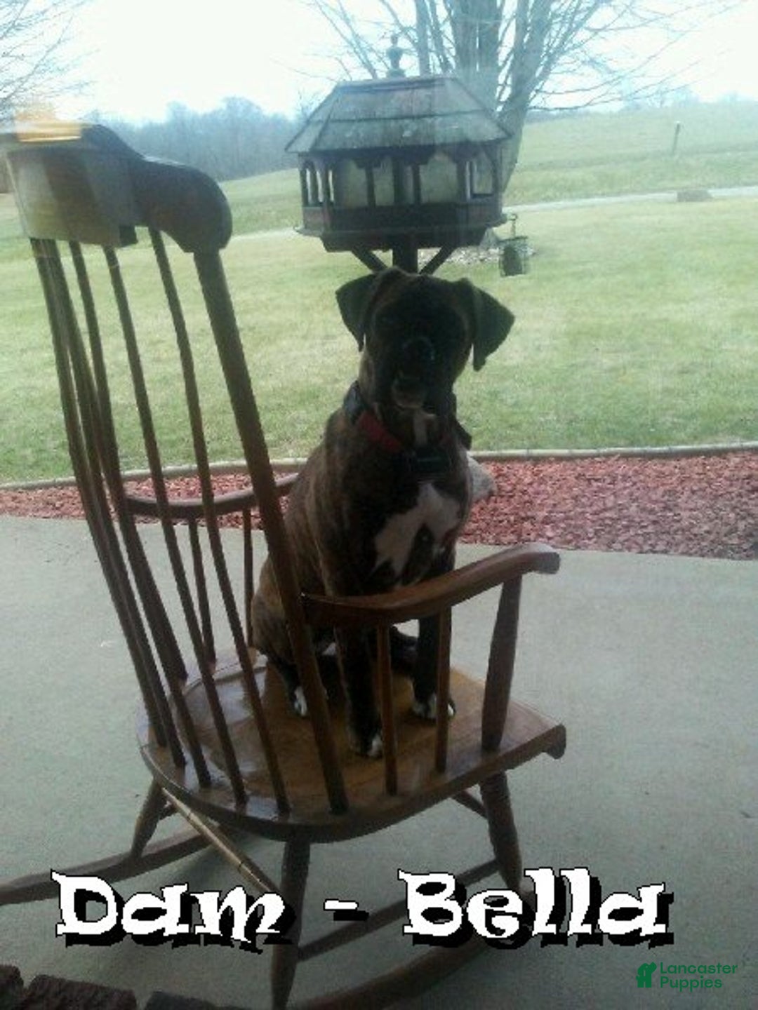 Boxer dogs for sale: Sophia - Ad 6