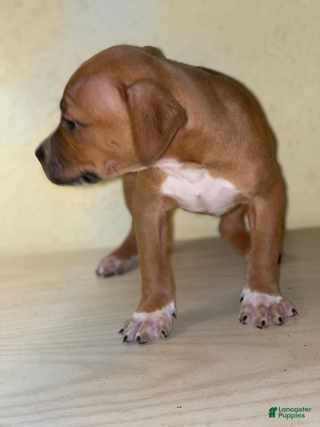 American Pit Bull Terrier dogs for sale: American Pit Bull Terrier Puppy 6 - Ad 4