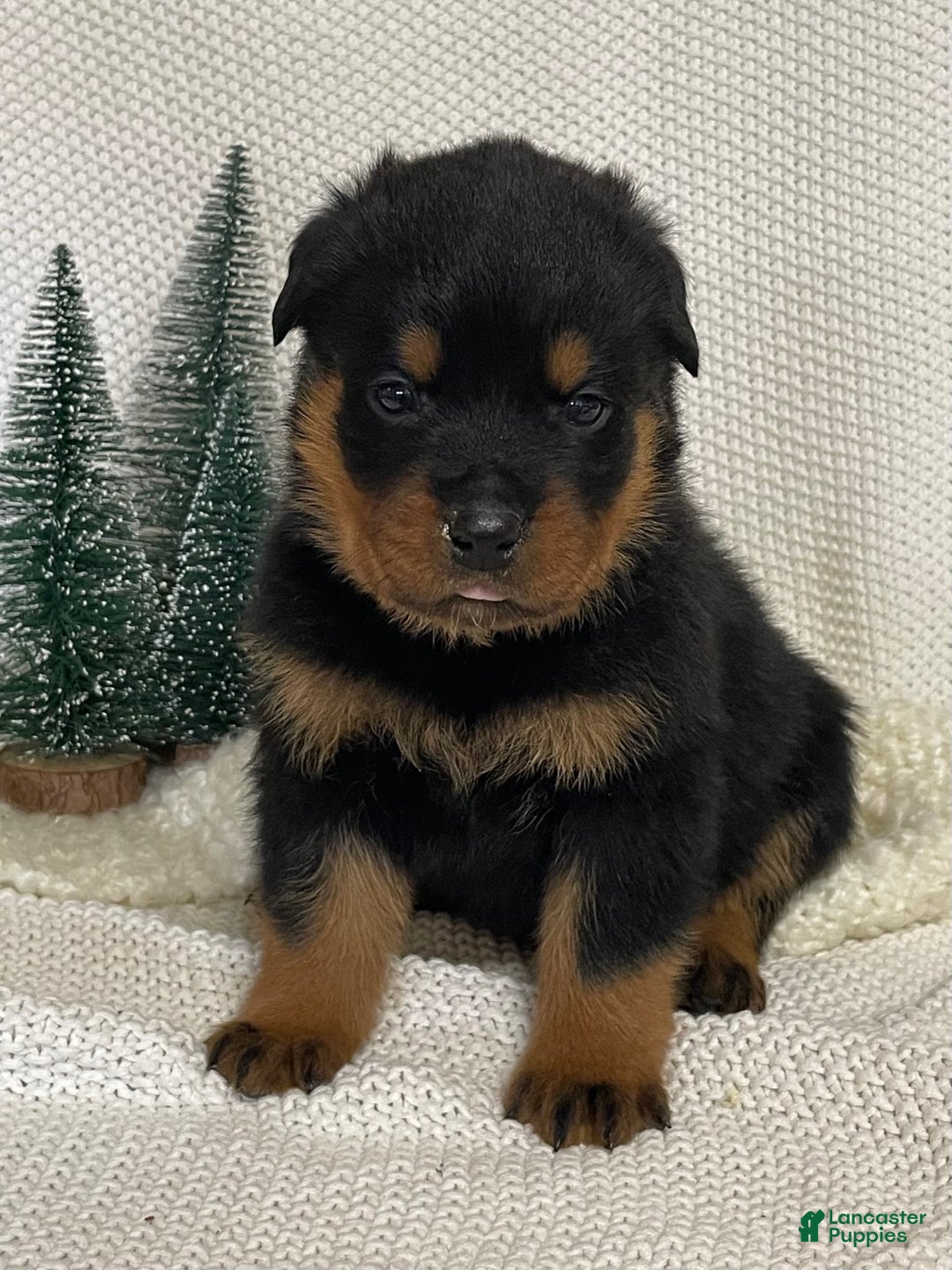 Rottweiler dogs for sale: Mr Tan  - Ad 1