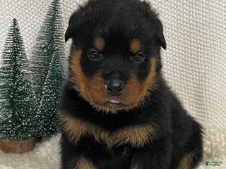 Rottweiler dogs Mr Tan - Ad 1