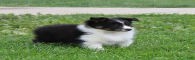 Blake Shetland Sheepdog Puppy 