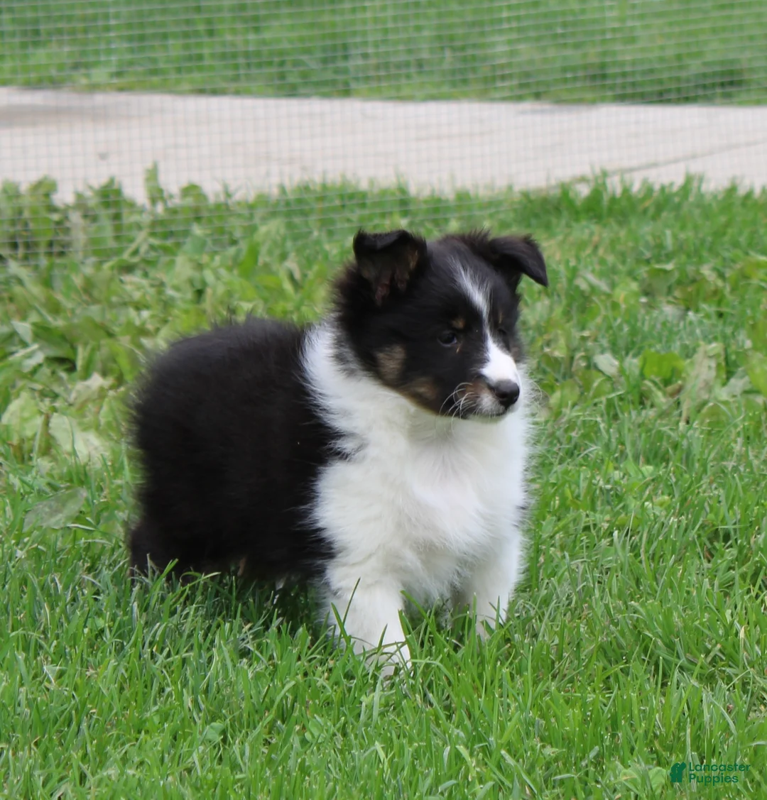 Shetland Sheepdog dogs for sale: Blake Shetland Sheepdog Puppy  - Ad 1