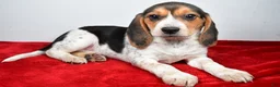 Beagle dogs for sale: Rhoda - Ad 5