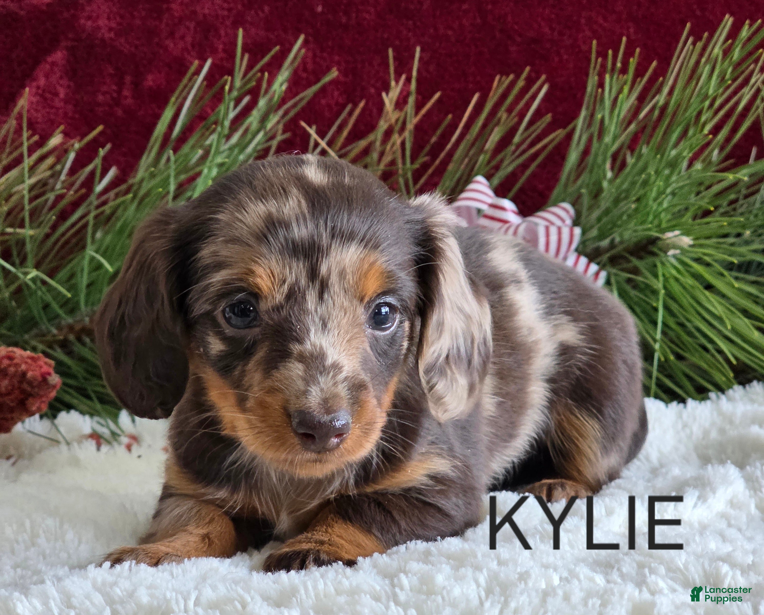 Miniature Dachshund dogs Kylie  - Ad 7