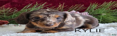 Kylie 