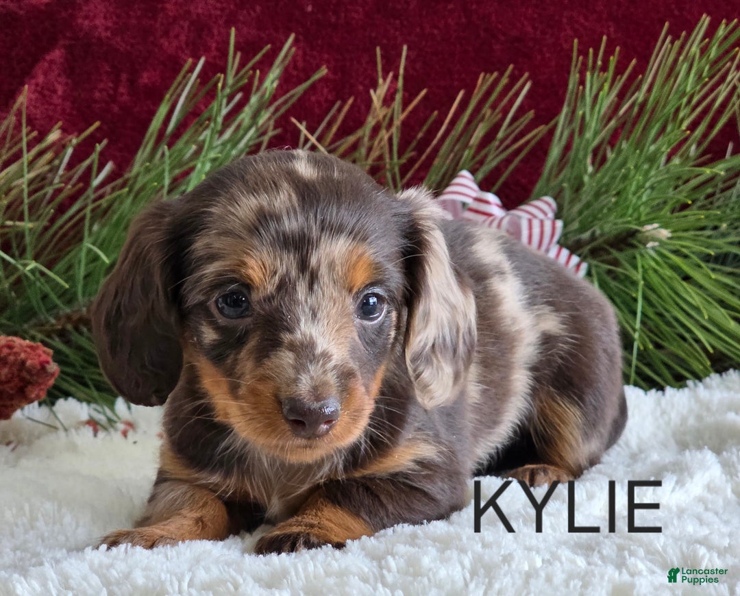 Miniature Dachshund dogs for sale: Kylie  - Ad 1