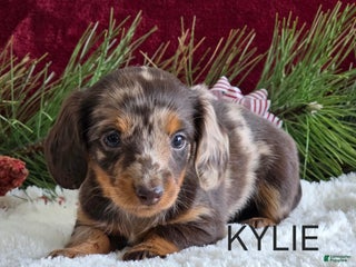 Miniature Dachshund dogs Kylie - Ad 6