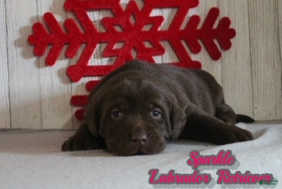 Labrador Retriever dogs Sparkle - Ad 36