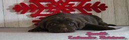 Labrador Retriever dogs for sale: Sparkle - Ad 1