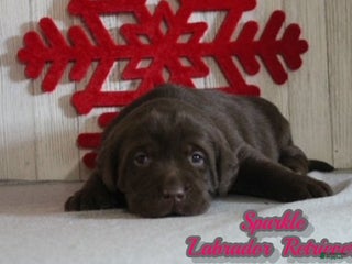 Labrador Retriever dogs Sparkle - Ad 22