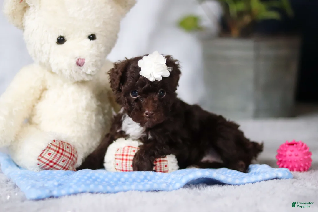 Toy Poodle dogs for sale: Avery - Ad 2