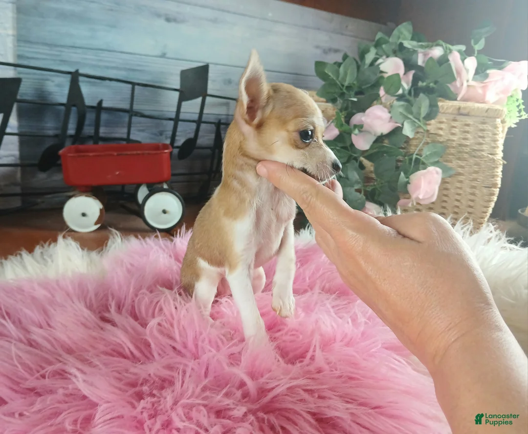 Chihuahua dogs for sale: Micro teacup white fawn girl. Hand Delivery  - Ad 2