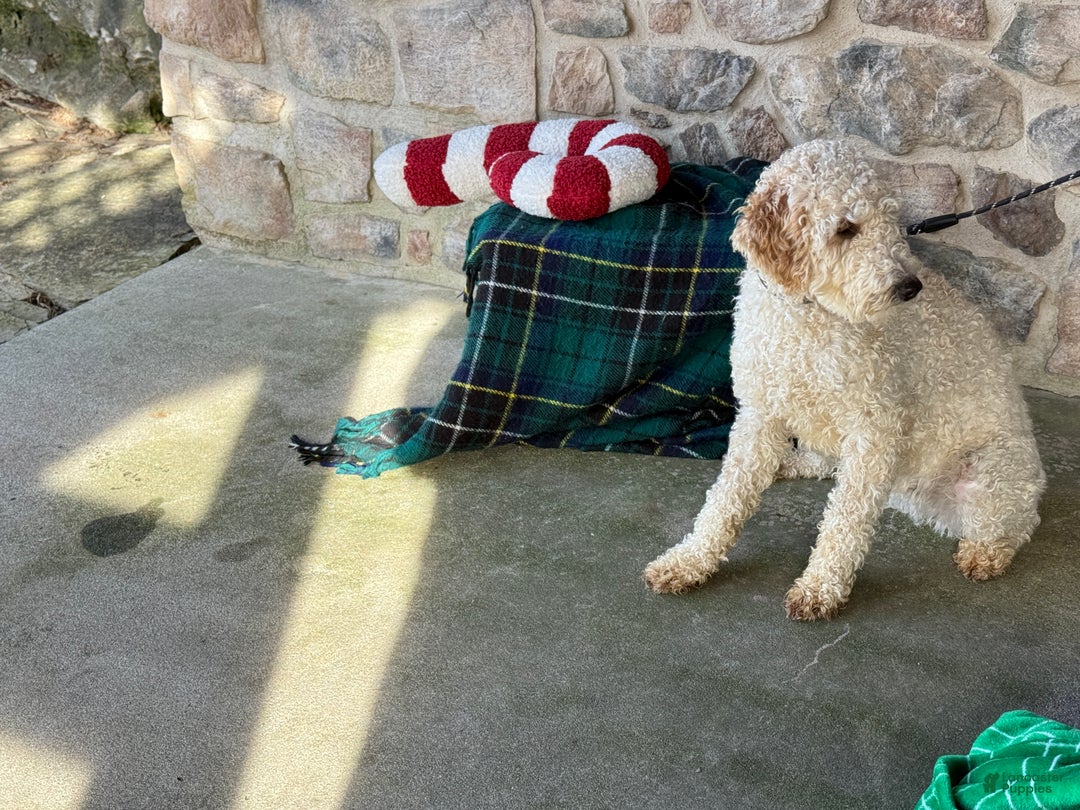 Mini Goldendoodle dogs for sale: Caidence - Ad 3