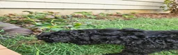 Havapoo dogs for sale: Charlie - Ad 11