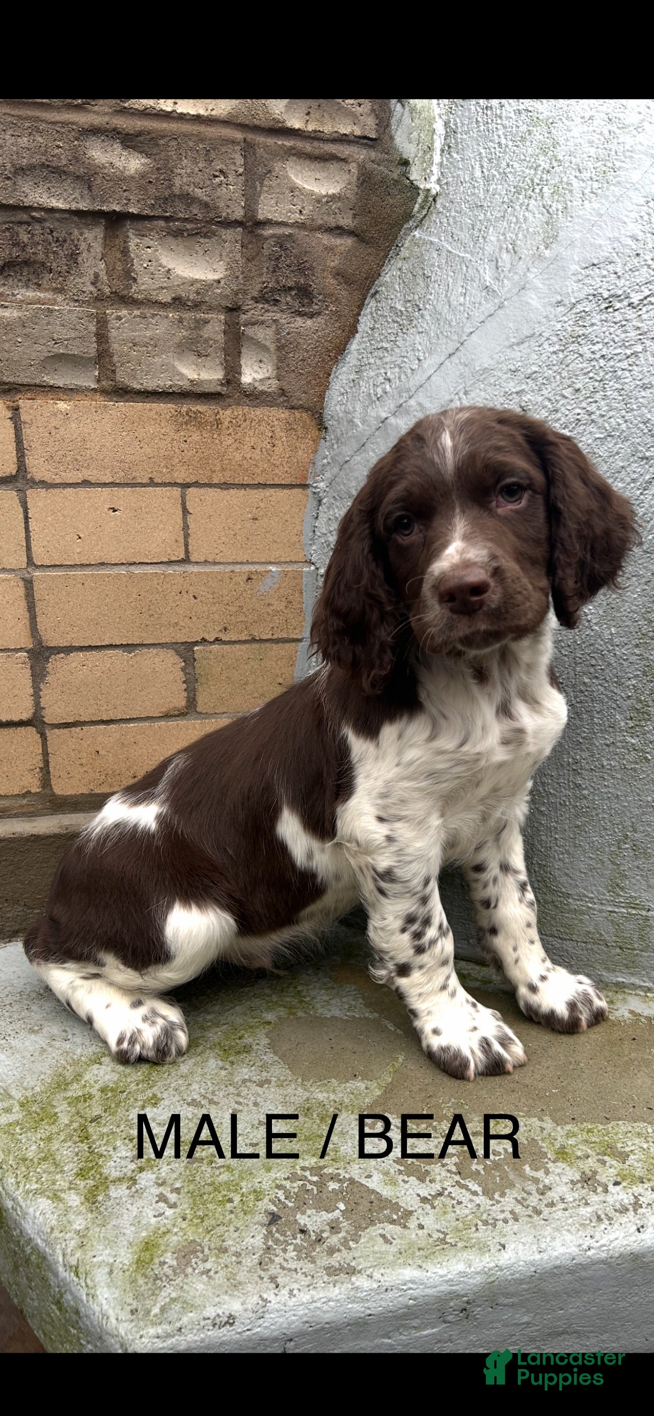 English Springer Spaniel dogs English Springer Spaniel Puppy 6 - Ad 7