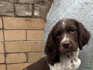 English Springer Spaniel dogs English Springer Spaniel Puppy 6 - Ad 7